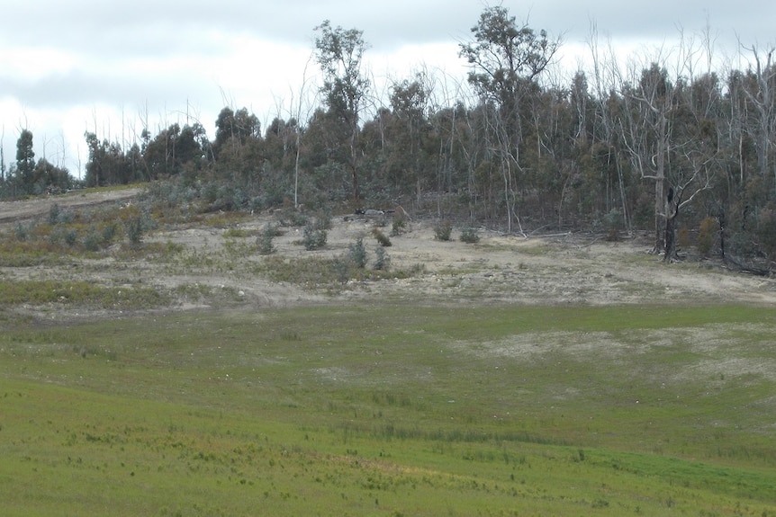A wide shot of part of the Wattle Hill farm which graphically shows how marginal the soil is in the area