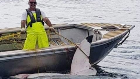 A man in a boat holding a large net, with a shark caught in it.