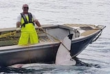 A man in a boat holding a large net, with a shark caught in it.