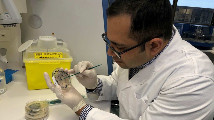 A close-up shot of Murdoch University microbiologist Dr Sam Abraham in a lab looking at a petri dish.
