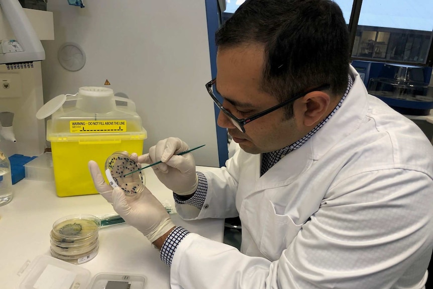 A close-up shot of Murdoch University microbiologist Dr Sam Abraham in a lab looking at a petri dish.