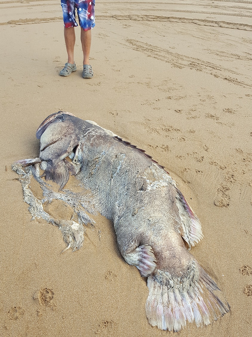 Unidentified fish about 1.5 metres to 1.7 metres long and estimated to be about 150 to 170 kgs lies dead on Moore Park Beach.