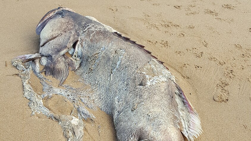 Unidentified fish about 1.5 metres to 1.7 metres long and estimated to be about 150 to 170 kgs lies dead on Moore Park Beach.