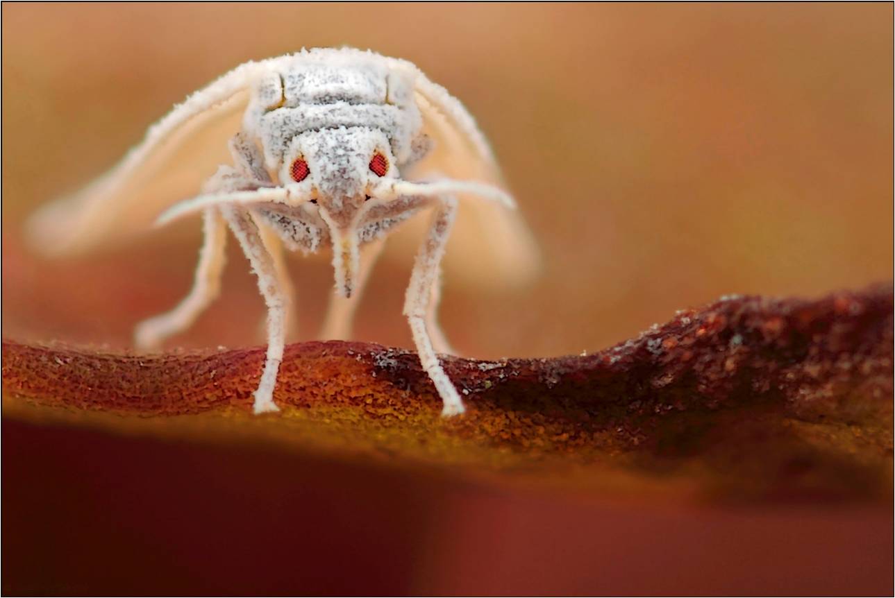 Close-up of a whitefly.