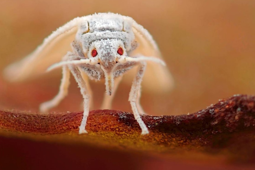 Close-up of a whitefly.