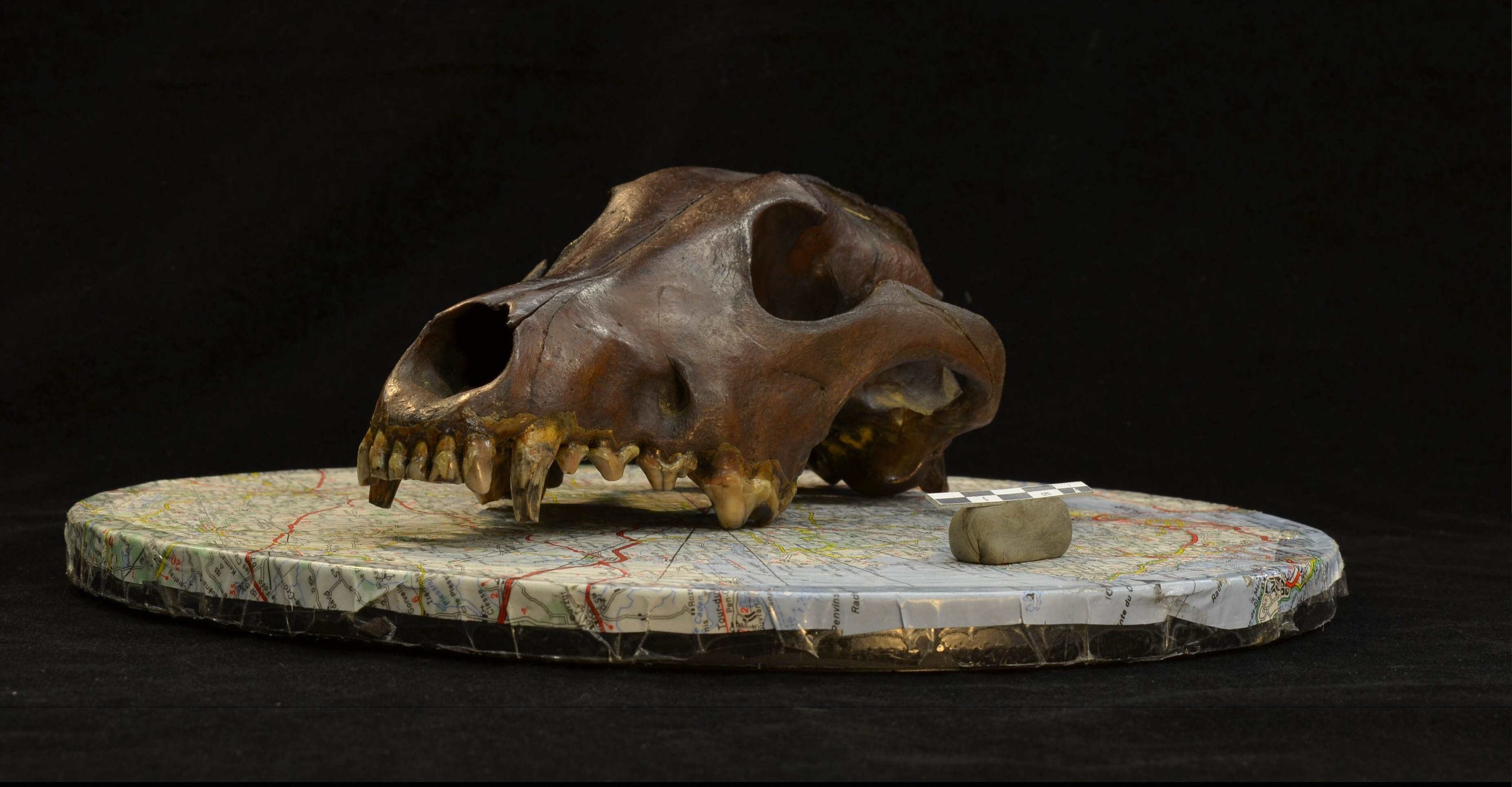 Um crânio marrom em forma de cachorro está em um mapa. 