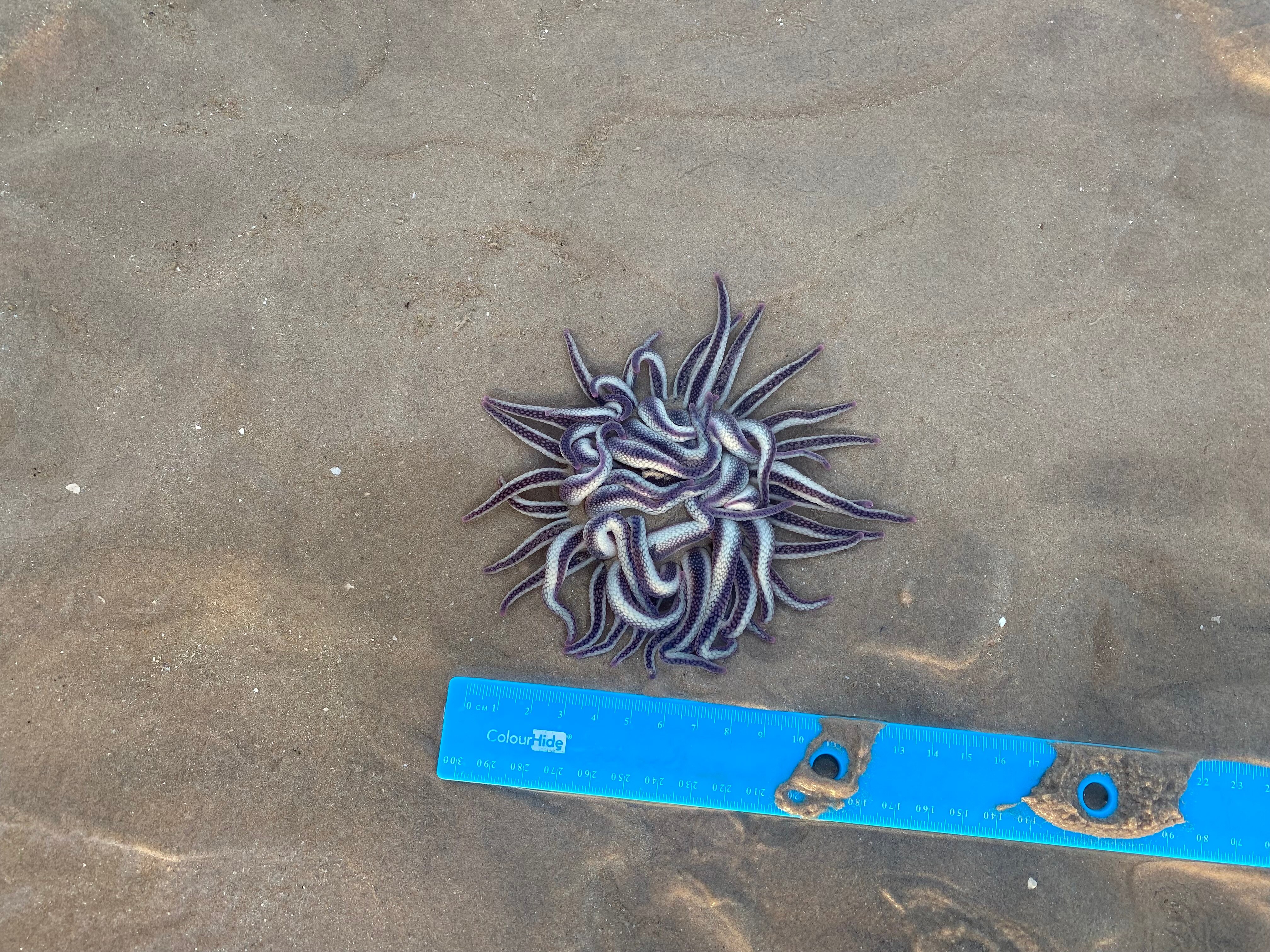 A creature with dozens of tentacles sitting on sand at a beach.