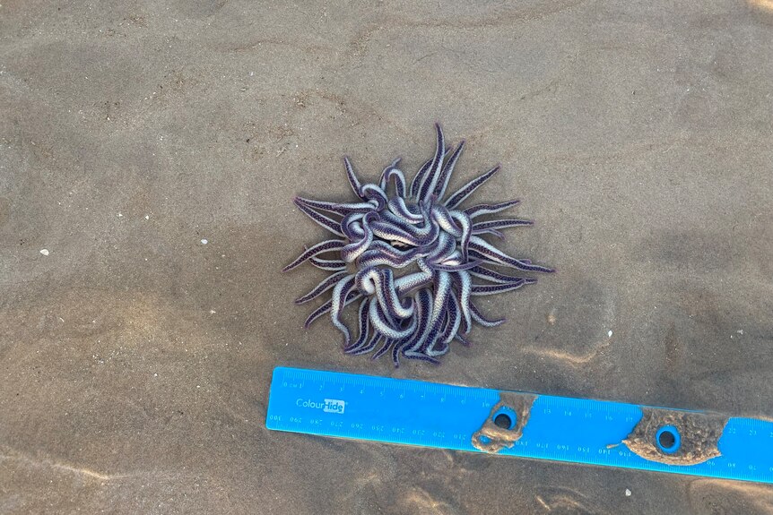 A creature with dozens of tentacles sitting on sand at a beach.