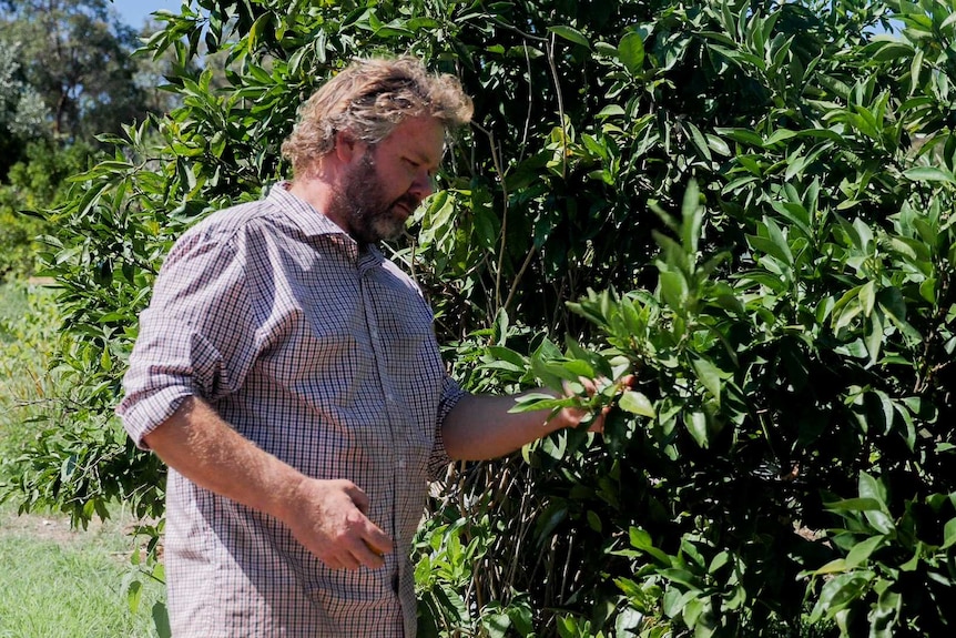 A man inspecting citrus trees on a farm.