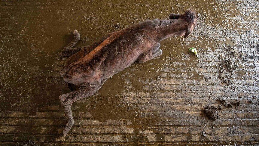 A calf is sprawled on the concrete with its legs askew in Sri Lanka.
