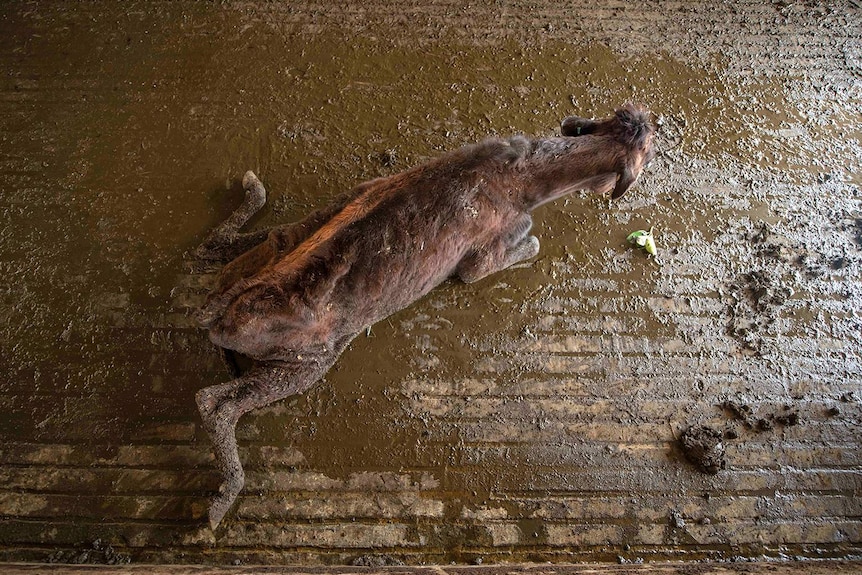 A calf is sprawled on the concrete with its legs askew in Sri Lanka.