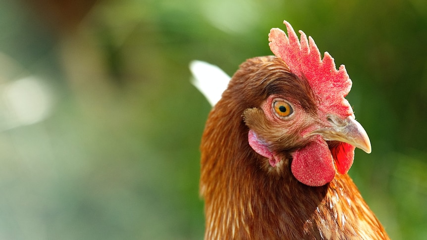 A close-up of a brown chicken with a red comb