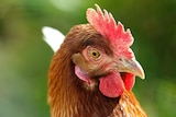 A close-up of a brown chicken with a red comb