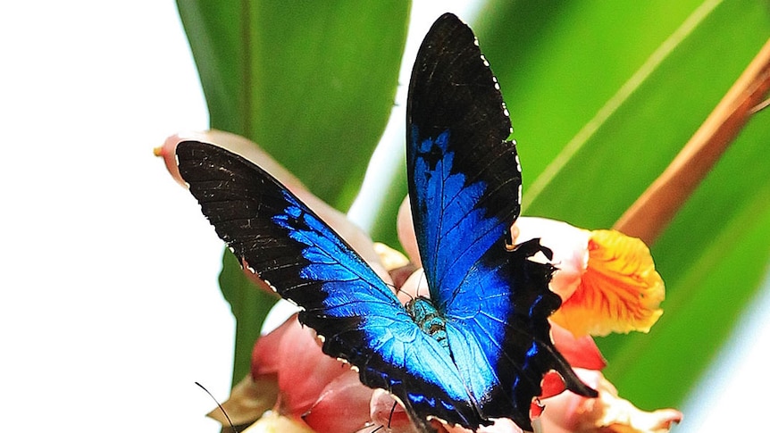Blue Ulysses butterfly on a leaf