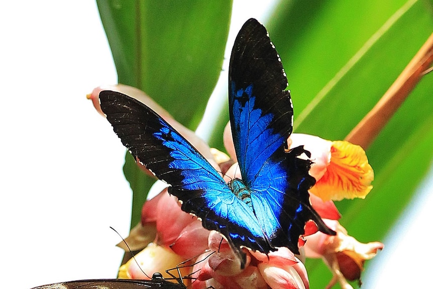 Blue Ulysses butterfly on a leaf