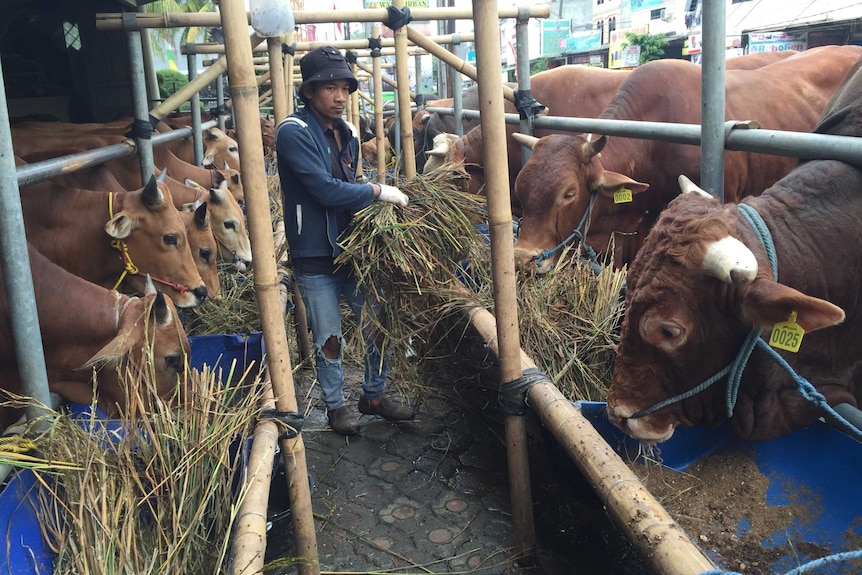 Cattle being fed