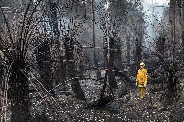 Remote Area firefighter surveys burnt landscape in Tasmania.