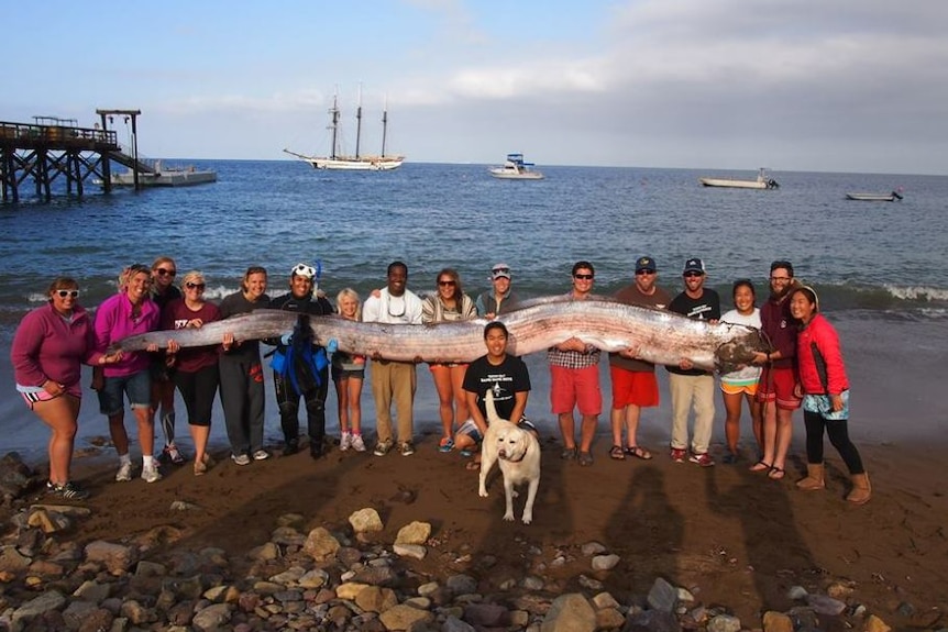 A giant long silver fish being held up by 17 people