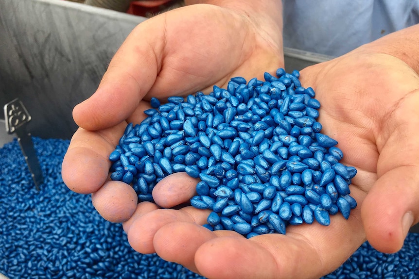 Close up of blue cotton seed capsules