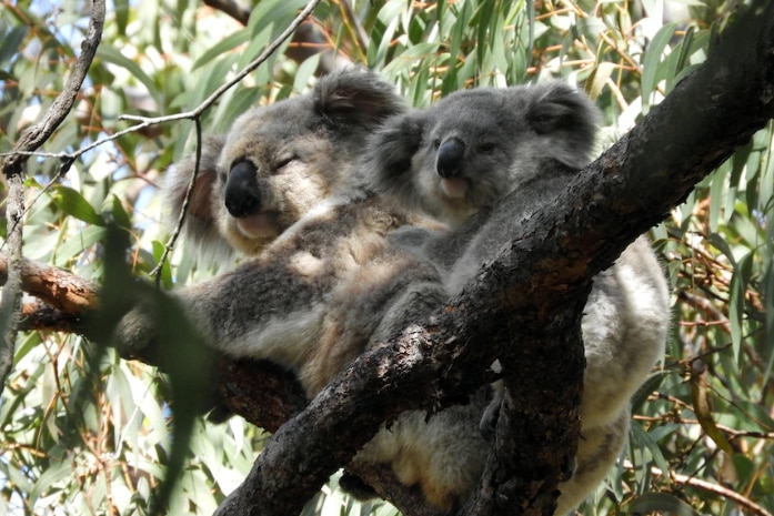 Two koalas.
