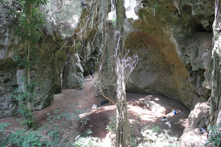 Inside the Panga ya Saidi cave - curved stone walls, with vines and trees, a small human figure in the centre