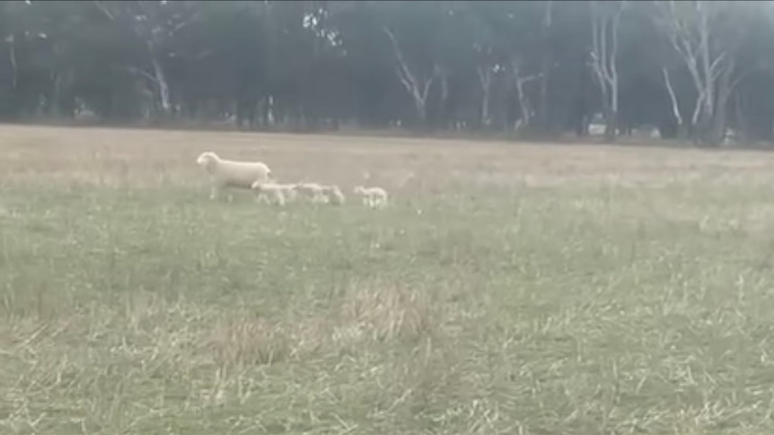 A ewe and her five lambs