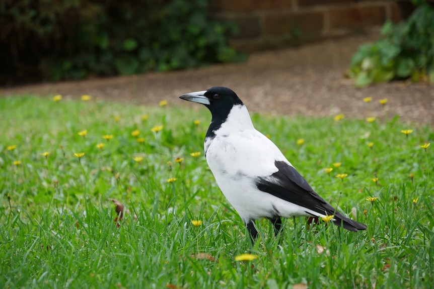 A white magpie on a lawn in profile.