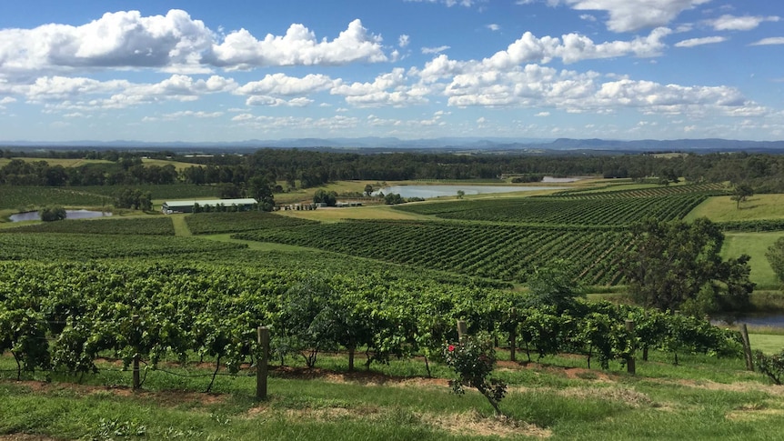 The new 'Hunter Valley Wine and Tourism Alliance'
