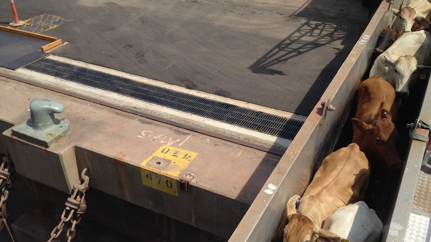 Cattle getting loaded onto ship at Darwin Port