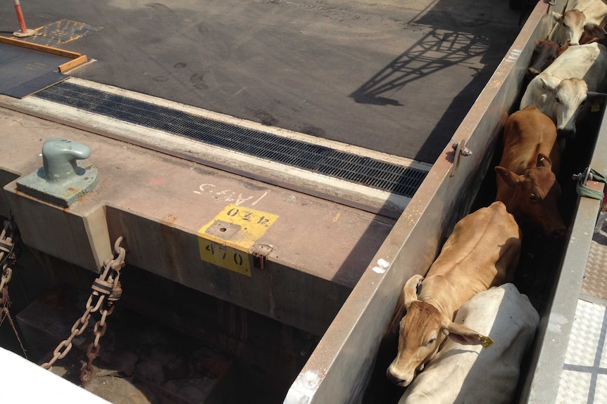 Cattle getting loaded onto ship at Darwin Port