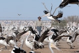 A man in a hat, wearing light shirt, blue pants, walking among hundreds of pelicans.