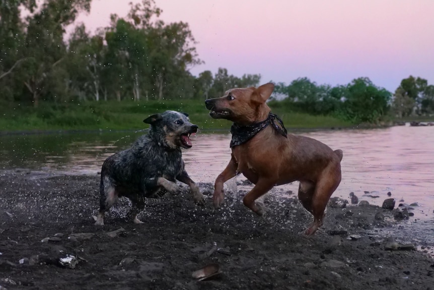 A blue and red heeler playing in mud near the Yeppen Lagoon in Rockhampton, pink sunset behind.