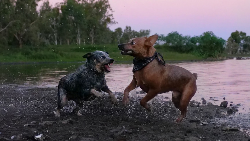 Two dogs play on the edge of a waterway as the sun sets.