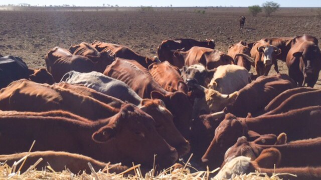 Cattle chase the ute loaded with hay