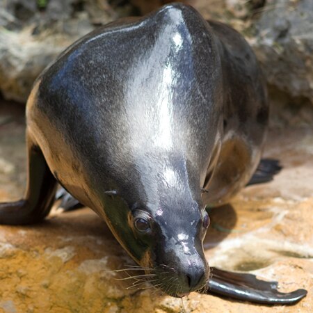 Adelaide Zoo's sea lion Tasko had swallowed seven coins