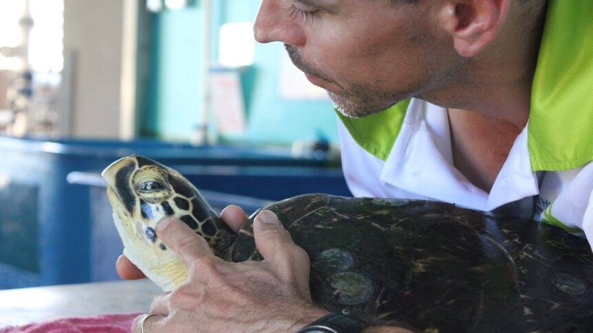 A man hold the head of a sea turtle who is resting inside a turtle hospital