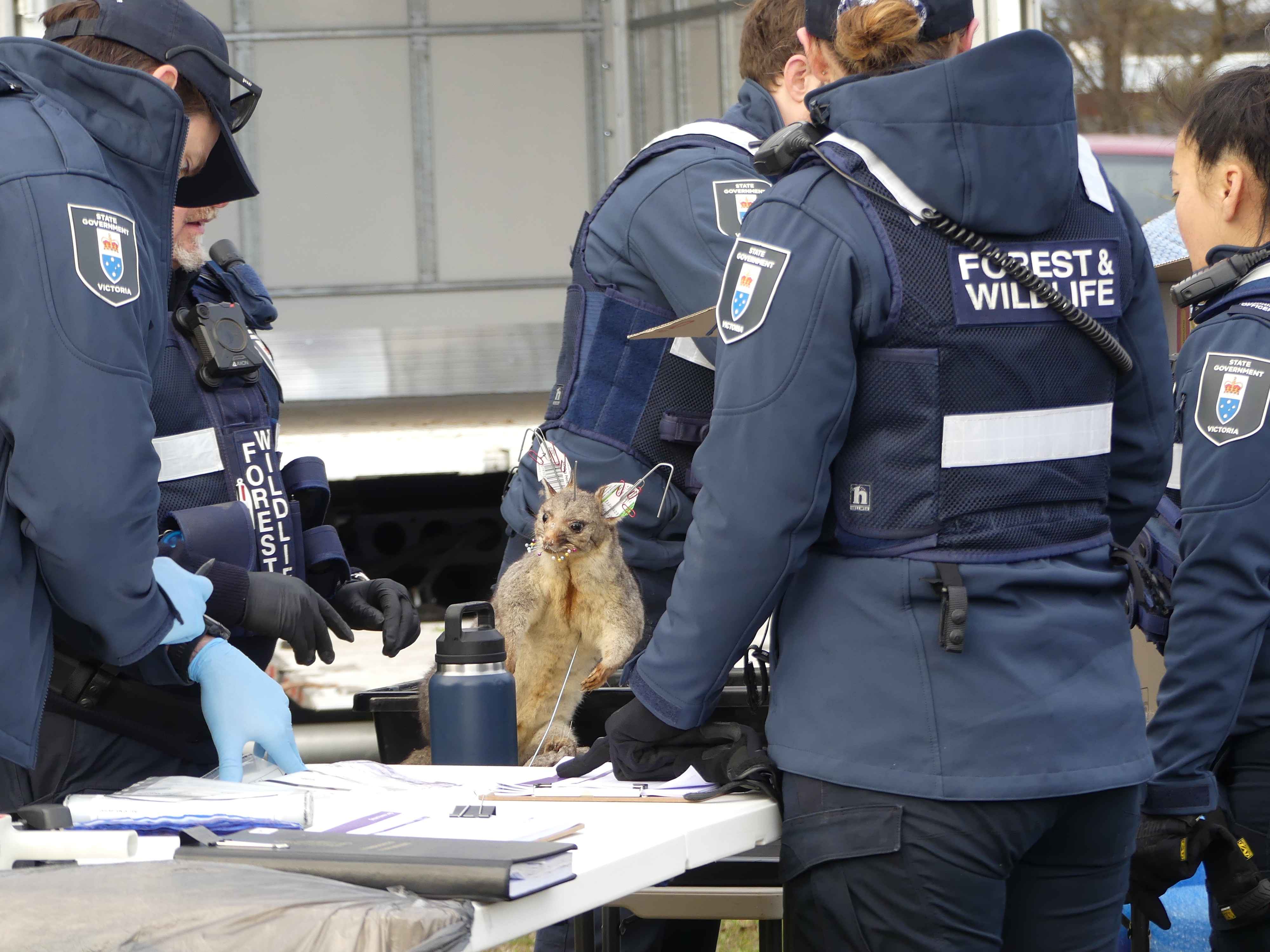 Antiques dealer fined for possessing hundreds of frozen, stuffed animals