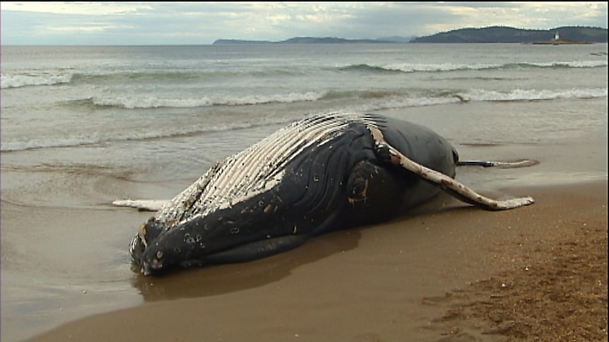 The remains of a juvenile humpback whale washed up on Hope Beach at South Arm, Tasmania.