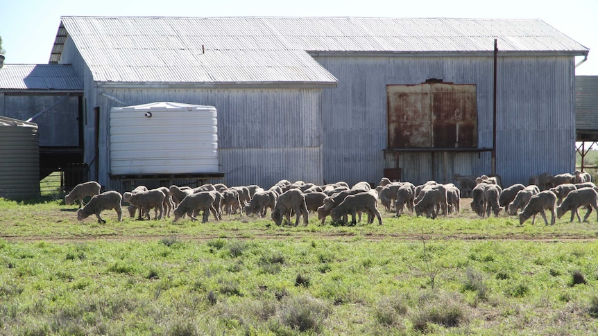 Wethers graze a paddock at Boree Downs near Longreach.