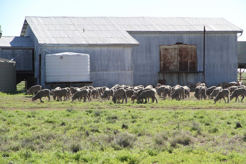 Wethers graze a paddock at Boree Downs near Longreach.