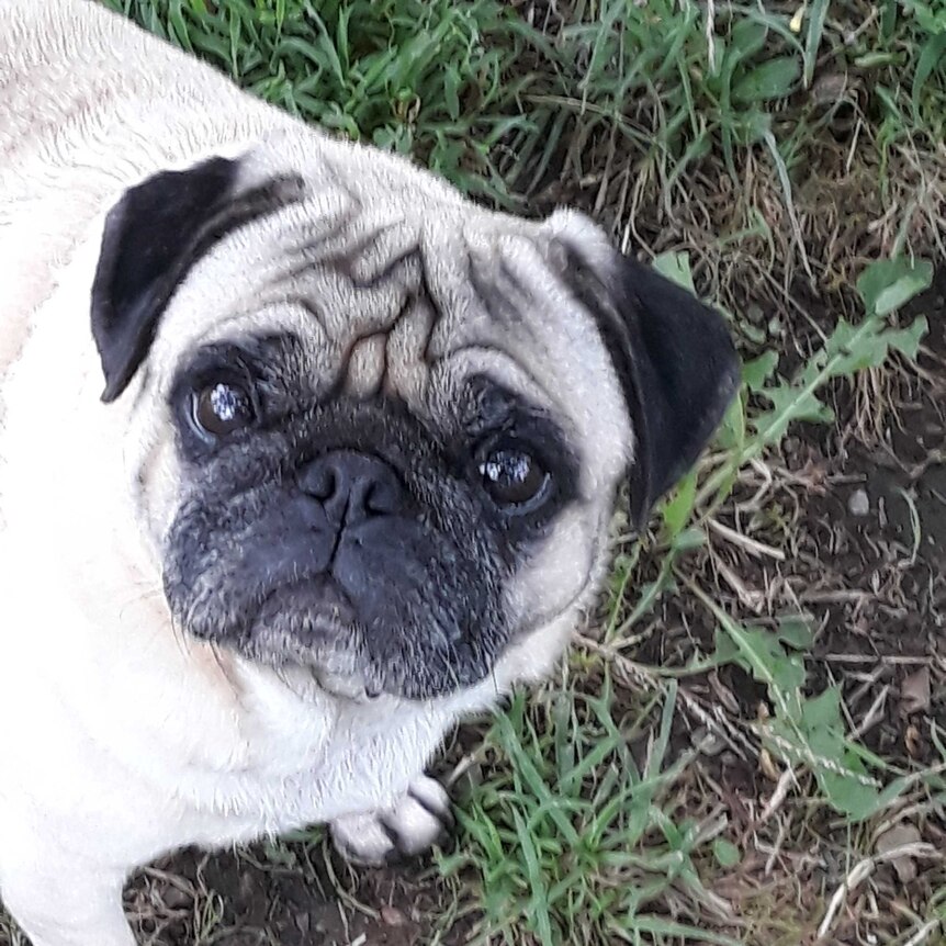 A photo of Missy, a pug, standing on grass.