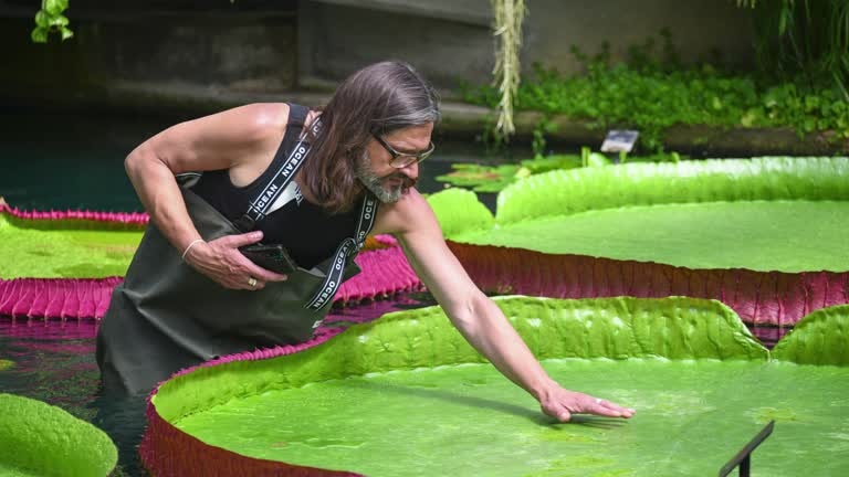 A man reaching out and touching a giant waterlily. 
