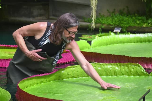 A man reaching out and touching a giant waterlily. 
