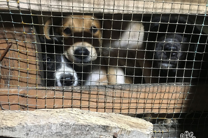 Caged puppies look at the camera in this photo supplied by the Dog Meat Free Indonesia campaign.
