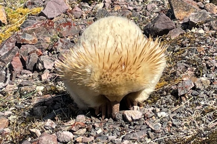 A small animal with white fur and spikes walks across rocky ground