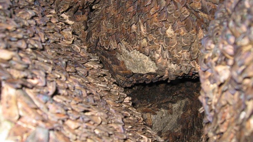 Thousands of moths on cave wall