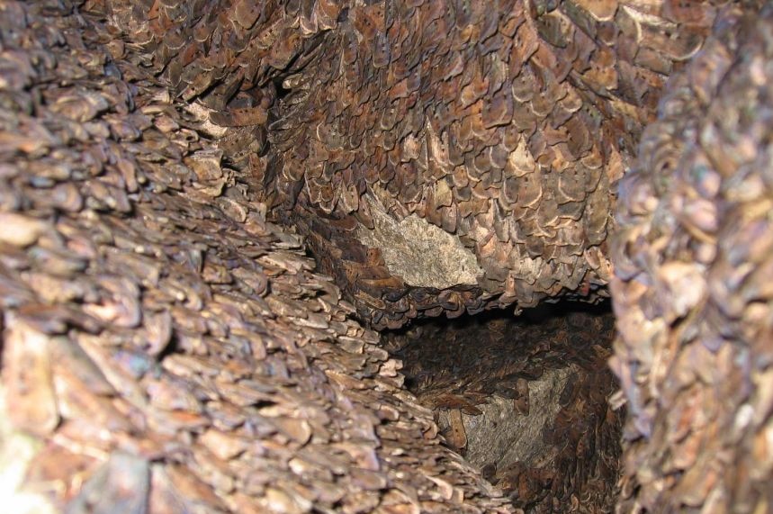 Thousands of moths on cave wall