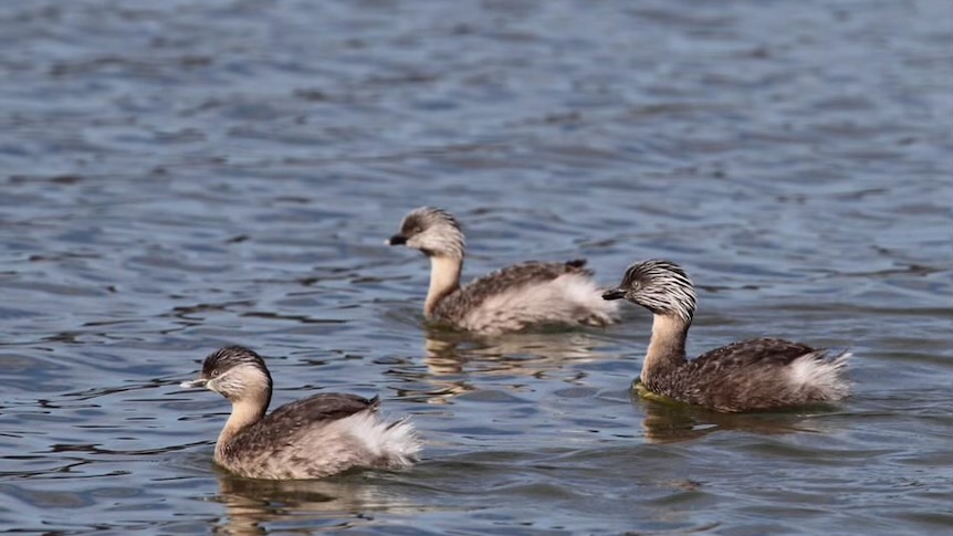 Grebes on water in Alice Springs