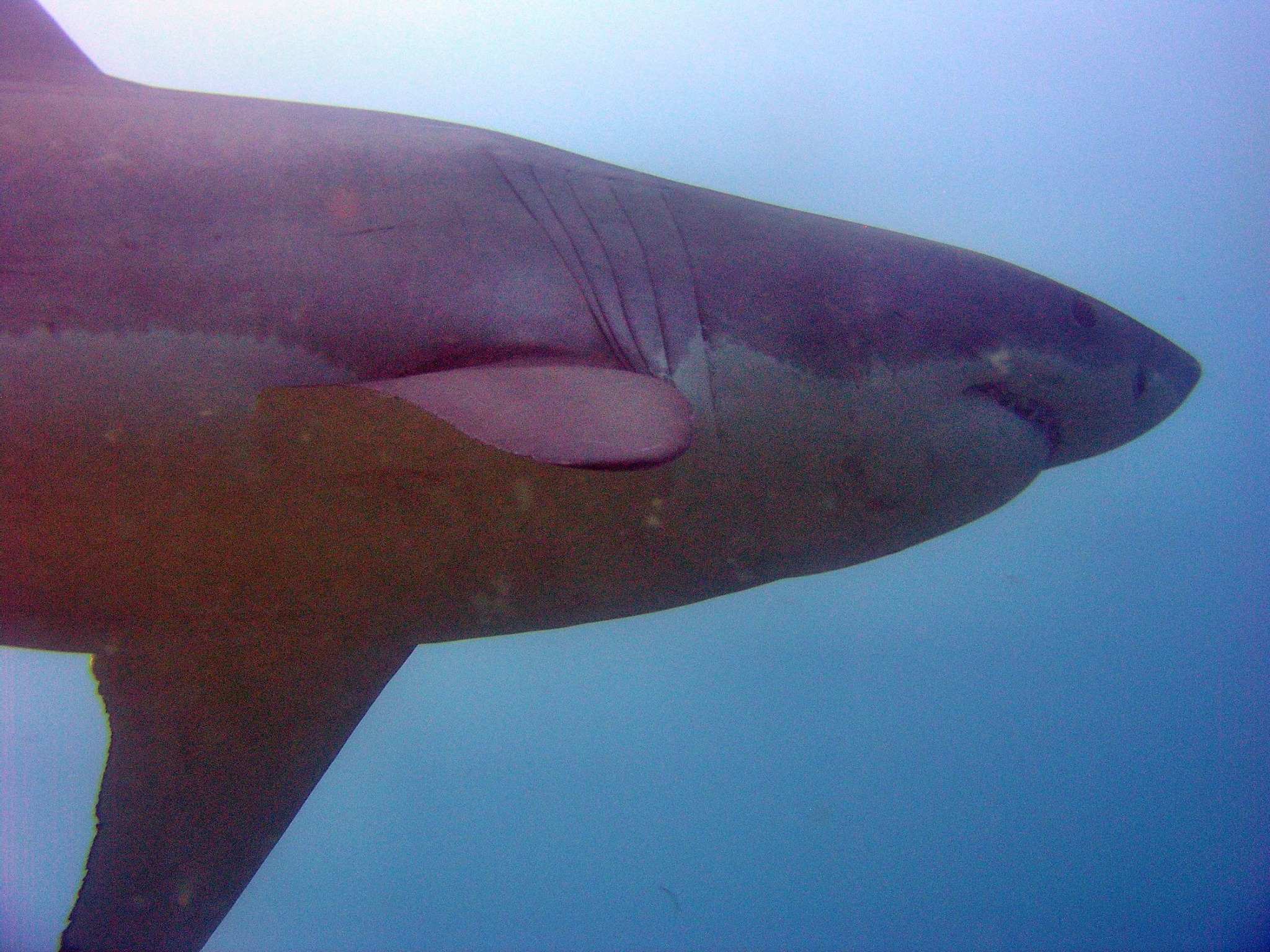 Adelaide scuba divers share great white shark encounter - ABC News