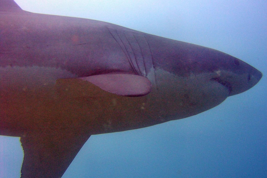 The great white passes by for a second time.